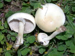 Image of Agrocybe