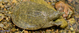 Image of Northern Chinese softshell turtle