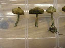 Image of Psilocybe