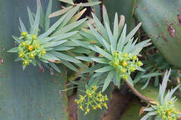 Image of Euphorbia piscatoria Aiton