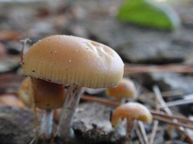 Image of Psilocybe