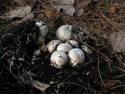 Image of Clathrus