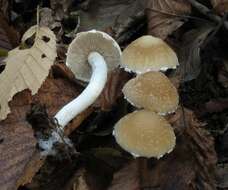 Image de Psathyrella