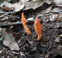 Image of Cordyceps