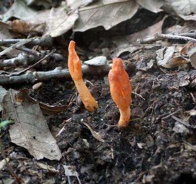 Plancia ëd Cordyceps