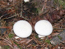 Imagem de Lycoperdon