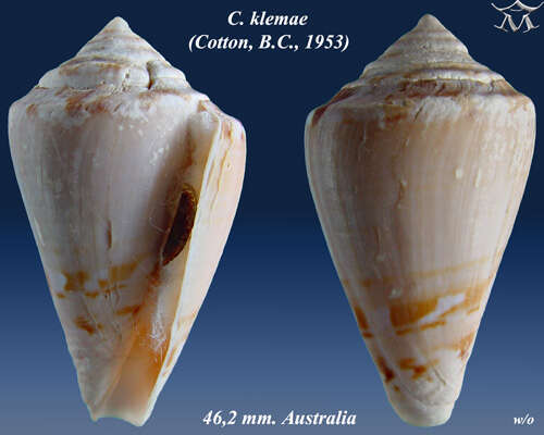 Image of Conus klemae (Cotton 1953)