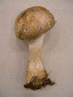 Image of Agaricus smithii Kerrigan 1985