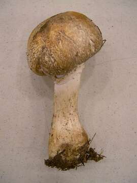 Imagem de Agaricus smithii Kerrigan 1985