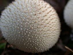 Imagem de Lycoperdon