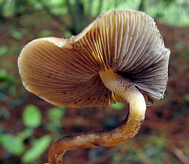 Image de Psilocybe caerulescens Murrill 1923