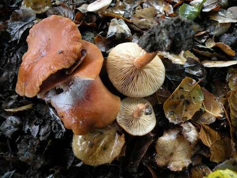 Image of Lactarius rubidus (Hesler & A. H. Sm.) Methven 2013