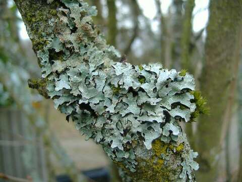 Image of shield lichen