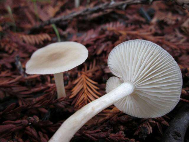 Image of Clitocybe fragrans (With.) P. Kumm. 1871