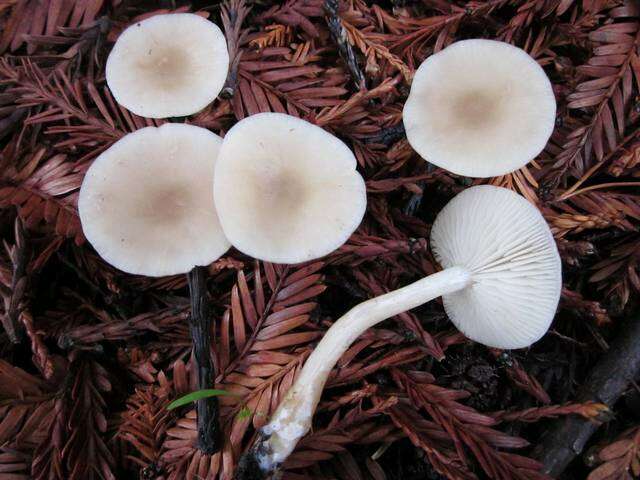 Image of Clitocybe fragrans (With.) P. Kumm. 1871