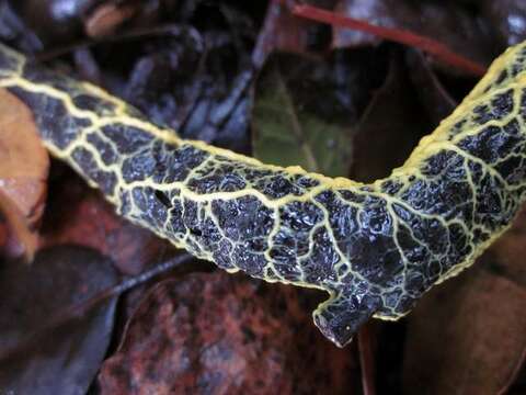 Image of Egg-shell Slime Mold