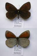 Image of Erebia sthennyo