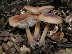 Image of Rhodocollybia