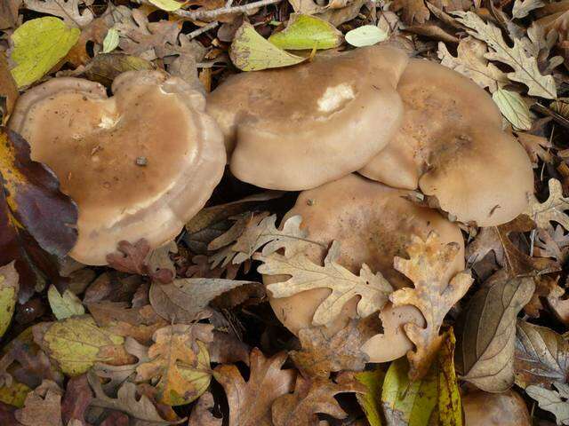 Image of Clitocybe brunneocephala H. E. Bigelow 1982