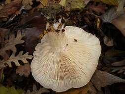 Image of Clitocybe brunneocephala H. E. Bigelow 1982