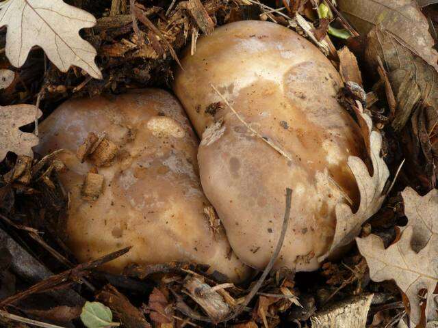 Image of Clitocybe brunneocephala H. E. Bigelow 1982