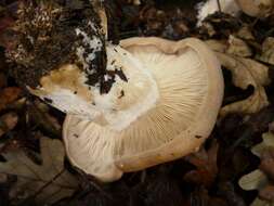 Image of Clitocybe brunneocephala H. E. Bigelow 1982