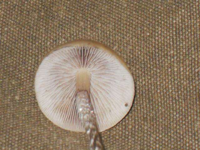 Image of Hypholoma