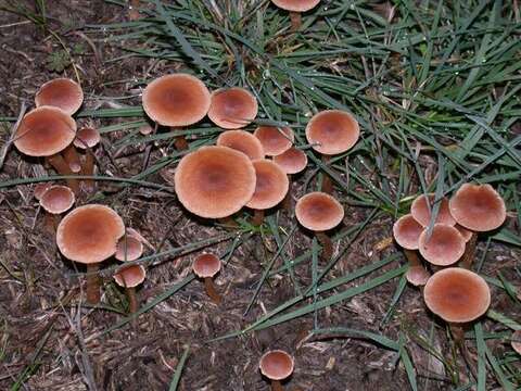 Image of Tubariaceae