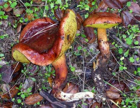 Image of Aureoboletus flaviporus (Earle) Klofac 2010