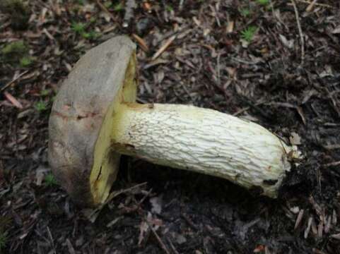 Image of Retiboletus