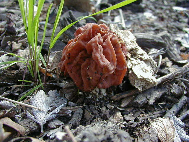 Imagem de Discina caroliniana (Bosc) Eckblad 1968