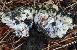 Image of Ramaria rubiginosa Marr & D. E. Stuntz 1974