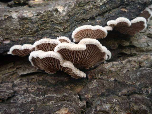 Image of Schizophyllaceae