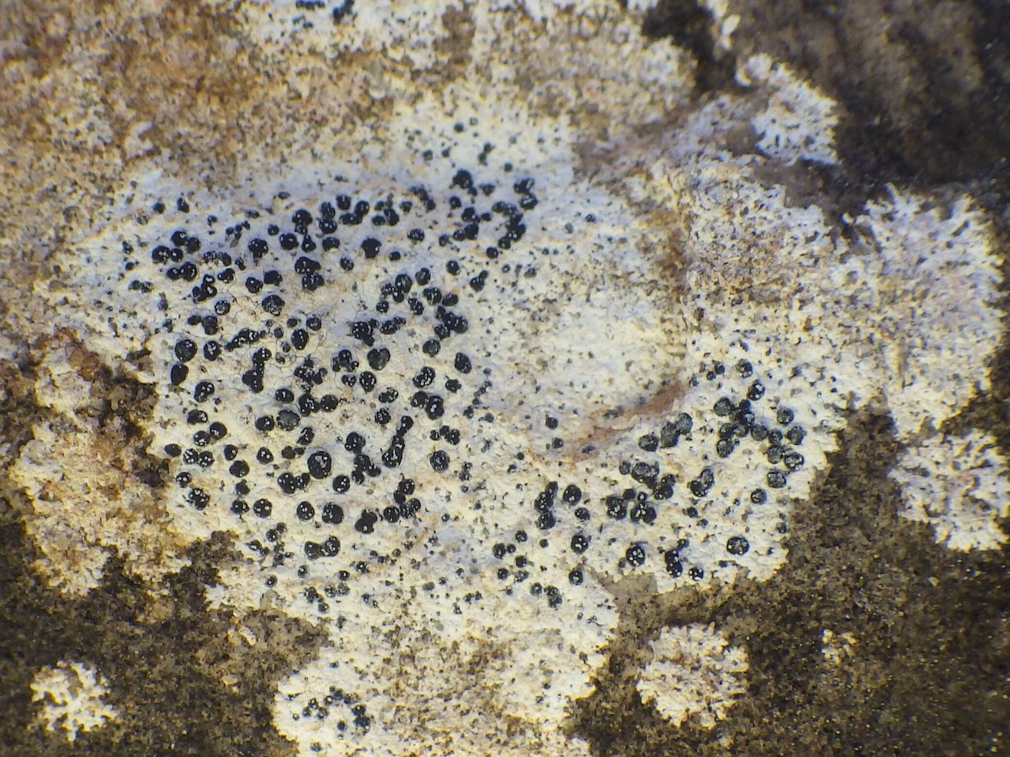 Image of dot lichen