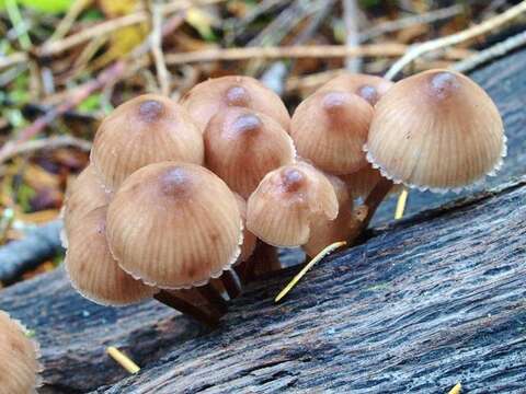 Image of Mycena