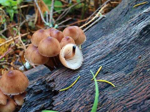 Image of Mycena