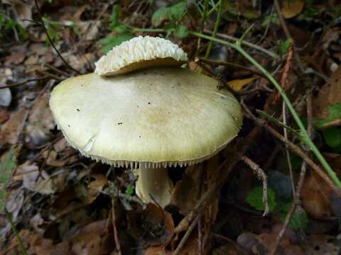 Image of Amanita