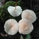 Image de Marasmius delectans Morgan 1905