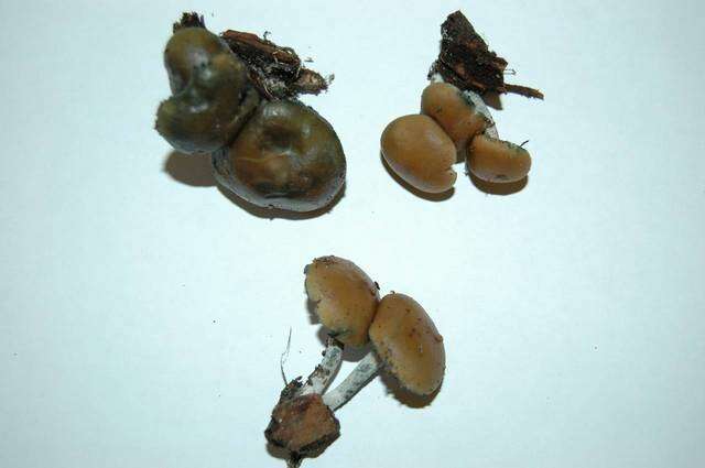 Image of Psilocybe