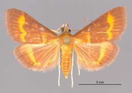 Image of Pyrausta pseuderosnealis Munroe 1976