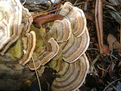 Image of Trametes