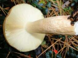 Image de Russula clavipes Velen. 1920