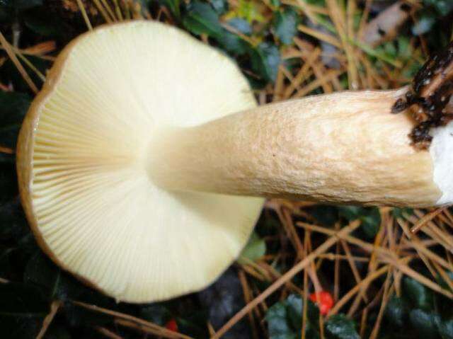 Image de Russula clavipes Velen. 1920