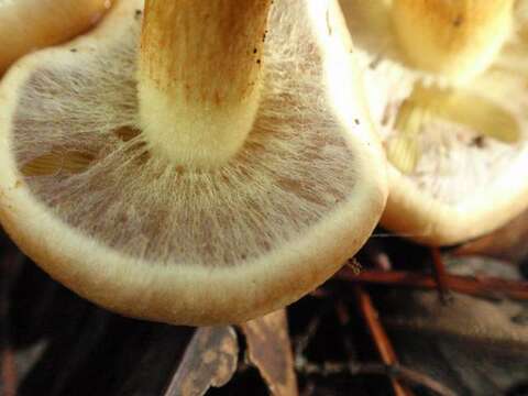 Image of Hypholoma