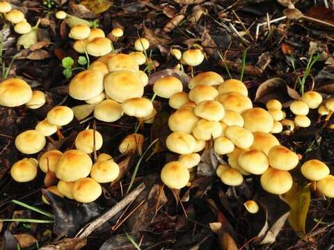 Image of Hypholoma