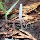 Image of Clavaria acuta Sowerby 1803