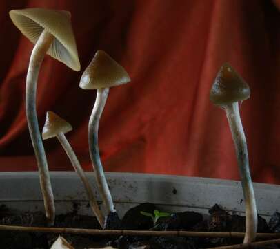 Plancia ëd Psilocybe makarorae P. R. Johnst. & P. K. Buchanan 1995