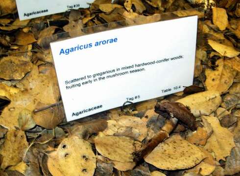 Agaricus arorae Kerrigan 1985的圖片