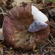 Image of Russula cessans A. Pearson 1950