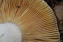 Image of Russula cessans A. Pearson 1950